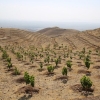 احداث دو پارک جنگلی بین ایران و عراق