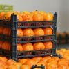 امکان عرضه مستقیم کیوی و پرتقال توسط باغداران در میادین پایتخت 