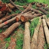 اجاره اراضی ملی مستعد برای زراعت چوب