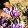 کاهش ۴۰ درصدی برداشت زعفران/فروش محصول ایران به اسم اسپانیا