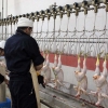 از تولیدکنندگان مرغ در قم حمایت می‌شود