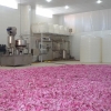 ۷۰۰ تُن گل محمدی در قم کشت می‌شود