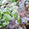 خسارت ۶۰ درصدی سرمای بهاره به باغات مشگین شهر