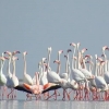 تالاب مره قم میزبان ۲۰۰ گونه پرنده از سراسر جهان