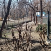 زاکانی: قرار نیست حتی یک درخت در پارک قیطریه قطع شود