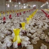 اختصاص تسهیلات ویژه‌ به سرمایه‌گذاران در صنعت پرورش مرغ گوشتی قم