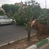 ۱۴۰ حادثه با وقوع طوفان و باد شدید در پایتخت+عکس