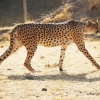 مشاهده همزمان ۵ قلاده یوزپلنگ ایرانی در توران
