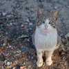 تلف شدن ۳۰۰ هزار گربه در قبرس بر اثر کرونای گربه‌سانان