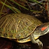 سیراب کردن لاک‌پشت نجات یافته از آتش‌سوزی جنگل‌های مریوان+فیلم