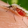 افزایش شمار مبتلایان به مالاریا در سیستان و بلوچستان به ۱۲۰۰ نفر