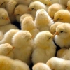 جوجه‌ریزی مرغ گوشتی در قم ۱۰ درصد افزایش یافت