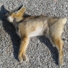 ۲ قلاده روباه در یک استخر کشاورزی تایباد تلف شدند