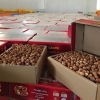 جمع‌آوری بیش از ۱۳ تن خرمای غیر استاندارد از سطح بازار خوزستان
