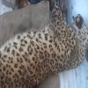 تلف شدن یک یوزپلنگ در بافق یزد