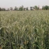 ادامه سرگردانی کشاورزان با تاخیر ۱۰ ماهه وزارت جهادکشاورزی