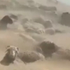 کلیپ دفن گوسفندان زیر طوفان شن تکذیب شد+فیلم