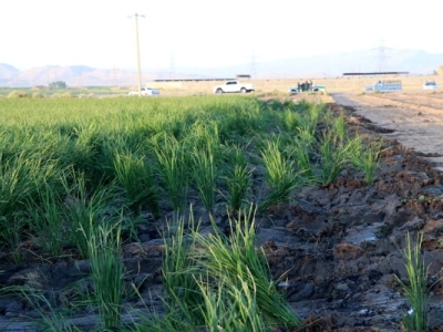 مزرعه برنج آلوده در حاشیه شیراز قلع و قمع شد