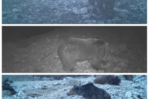 مشاهده یک قلاده خرس قهوه‌ای ماده به همراه دو توله در لرستان