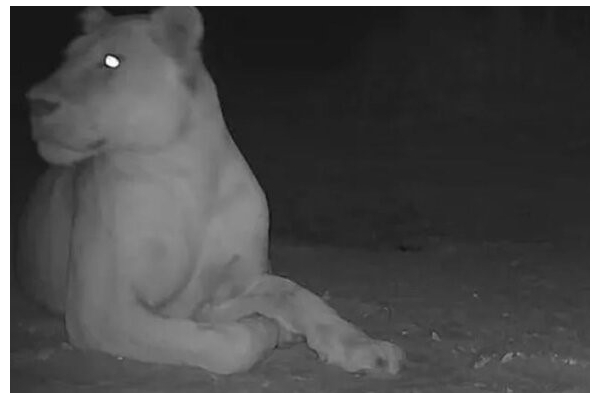 رؤیت یک قلاده شیر «منقرض‌شده» در جنوب چاد