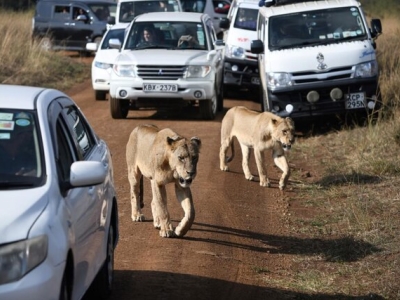 کشته شدن ۶ شیر در کنیا