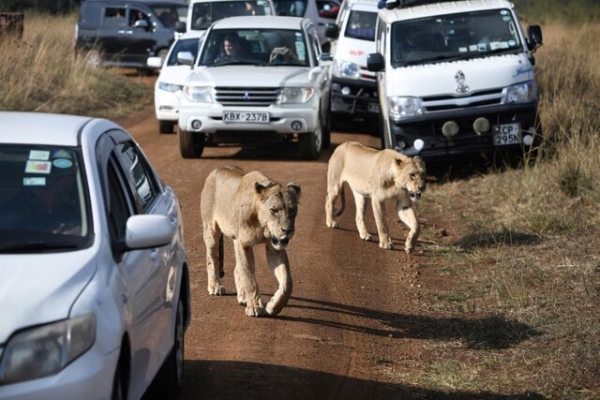 کشته شدن ۶ شیر در کنیا
