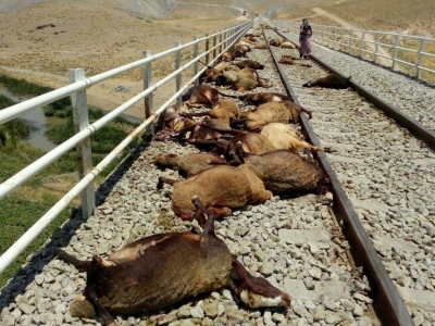 تلف شدن ۵۷ گوسفند در برخورد قطار با گله در قزوین