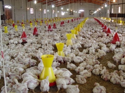 واردات تخم مرغ نطفه دار از ترکیه