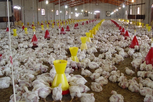 واردات تخم مرغ نطفه دار از ترکیه