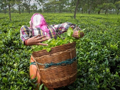 تهاتر با سریلانکا تنها به چای محدود نیست