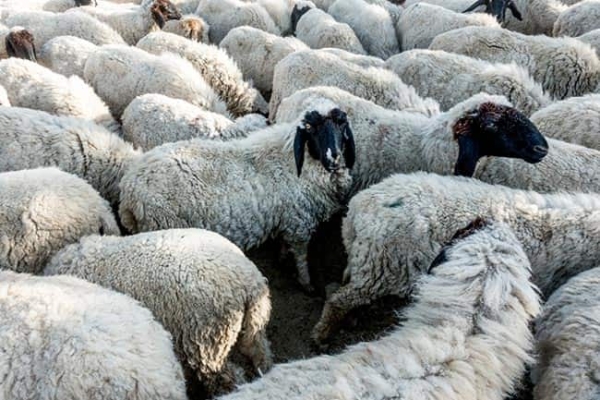 جهاد کشاورزی: فروش گوسفند با کارت ملی صحت ندارد