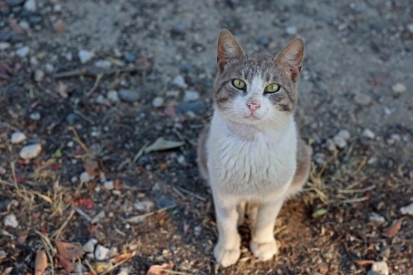 تلف شدن ۳۰۰ هزار گربه در قبرس بر اثر کرونای گربه‌سانان