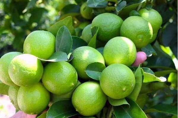 ورود سازمان مرکزی تعاون روستایی به خرید توافقی لیمو از باغداران