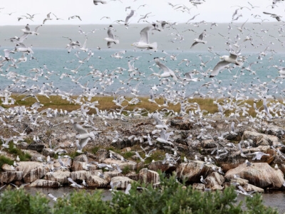 تلف شدن هزاران پرنده در نروژ و فنلاند