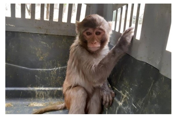 میمون سرگردان در تهران زنده‌گیری شد+عکس
