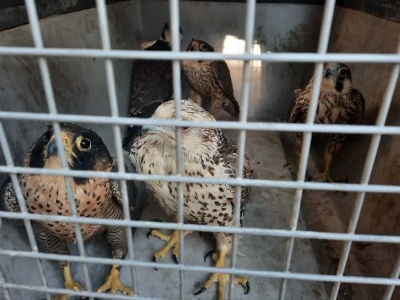 باند زنده‌گیری و قاچاق پرندگان شکاری در قم