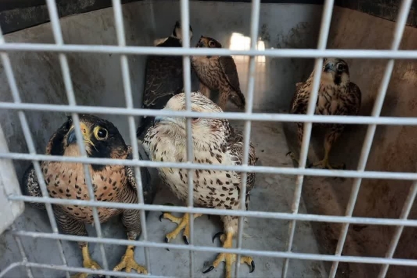 باند زنده‌گیری و قاچاق پرندگان شکاری در قم