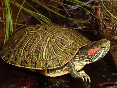 هشدار سازمان محیط زیست درباره افزایش جمعیت لاک‌پشت گوش‌قرمز