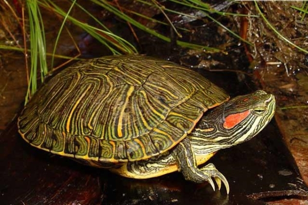 سیراب کردن لاک‌پشت نجات یافته از آتش‌سوزی جنگل‌های مریوان+فیلم