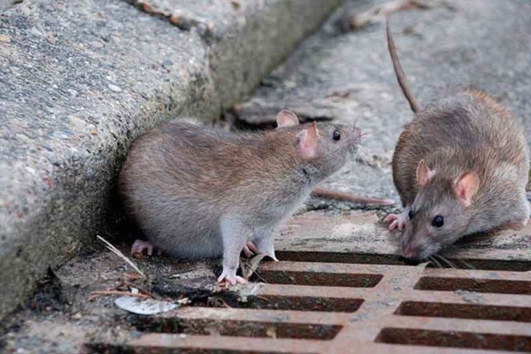 آغار طرح مقابله با موش‌های سرگردان در سطح شهر قم