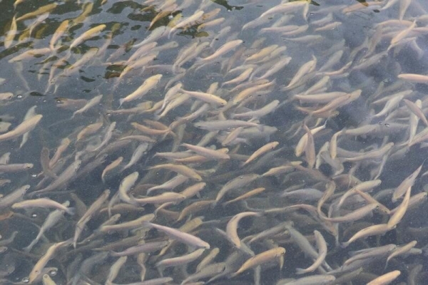 رهاسازی حدود ۸ میلیون بچه ماهی در منابع آبی خوزستان