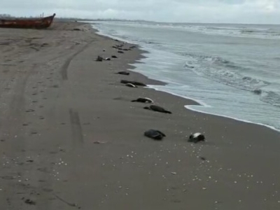 مرگ ١٣٨ قطعه باکلان در سواحل چاف گیلان