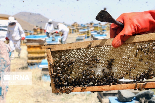 رشد ۱۱ درصدی تولید عسل در قم
