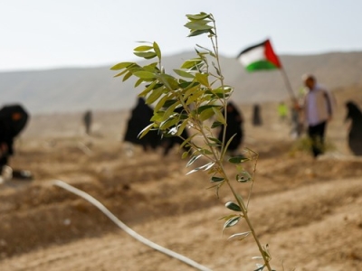 کاشت 10 هزار نهال زیتون به یاد شهدای فلسطین در قم