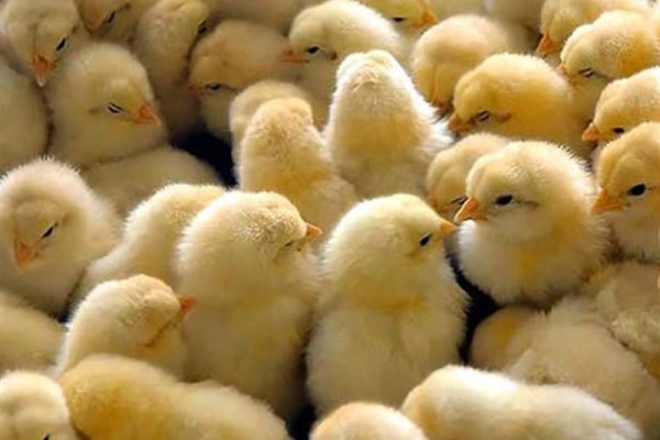 افزایش۱۲۲ درصدی جوجه ریزی در واحدهای پرورش مرغ قم