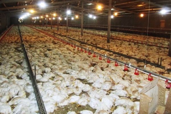 تلف شدن بیش از ۱۲ هزار قطعه مرغ بر اثر خفگی
