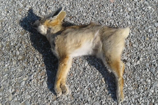 ۲ قلاده روباه در یک استخر کشاورزی تایباد تلف شدند
