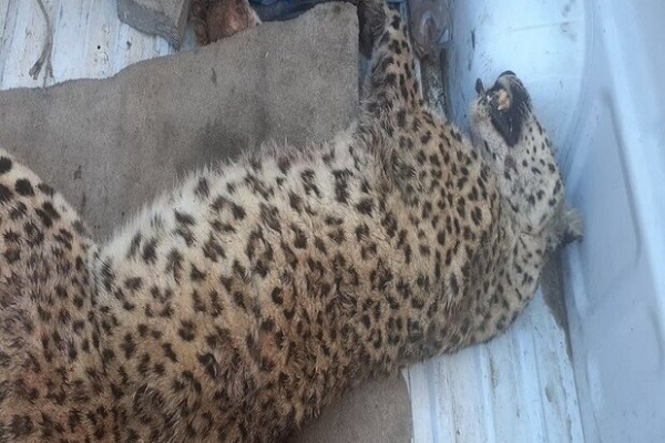 تصادف یک قلاده یوز در میامی/یک یوزپلنگ آسیایی دیگر تلف شد