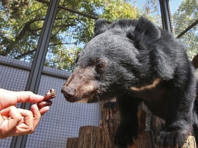 شکارچیان غیرمجاز به حمایت از یک توله خرس بلوچی محکوم شدند