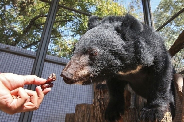 شکارچیان غیرمجاز به حمایت از یک توله خرس بلوچی محکوم شدند